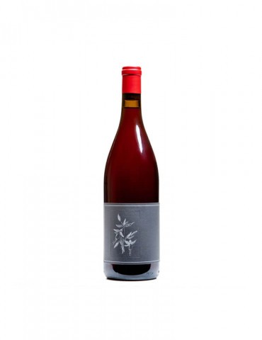 Phasellus Blandit Leo