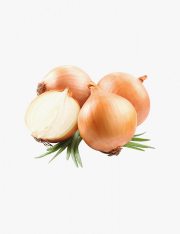 Mauris Turpis Nunc