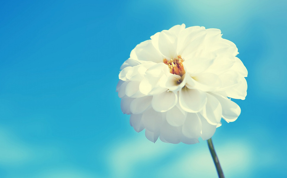 Donec sodale sagittis magna Donec sodale sagittis magna